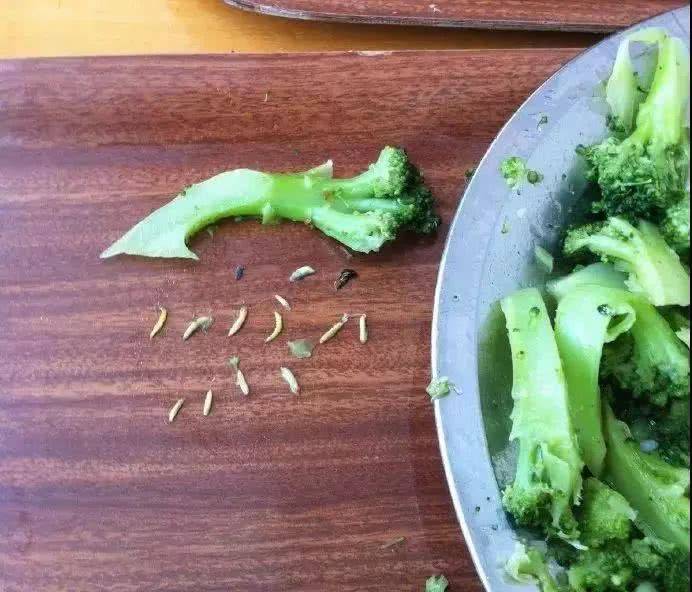 教你清洗妙招「脏东西 小虫子」洗得乾乾净净