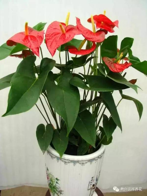 红掌单朵花的花期很长哦,一朵花1个多月都不会谢,放在家里很美.